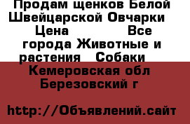 Продам щенков Белой Швейцарской Овчарки  › Цена ­ 20 000 - Все города Животные и растения » Собаки   . Кемеровская обл.,Березовский г.